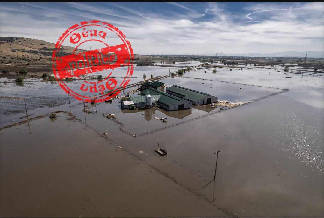 Τρίκαλα: Πνίγηκαν 700 αιγοπρόβατα σε μονάδα παραγωγής γάλακτος – «Μας έλεγαν να τα κουβαλήσουμε μόνοι μας ενώ είναι σε προχωρημένη σήψη» (ΒΙΝΤΕΟ & ΦΩΤΟ)