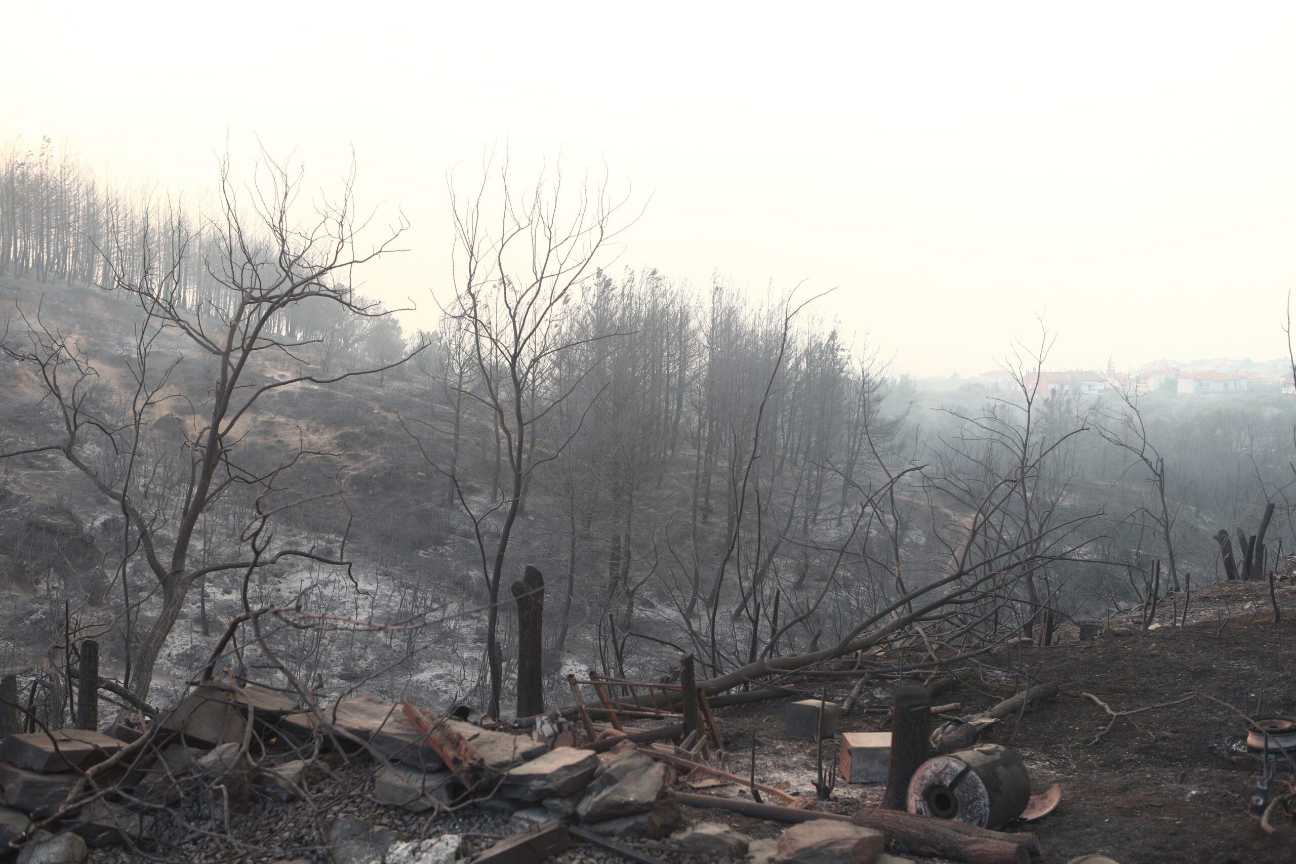 Έβρος: Άδειες για εγκατάσταση ανεμογεννητριών σε καμένες εκτάσεις – Τα… μαζεύει μετά τις αντιδράσεις για τα αιολικά η κυβέρνηση