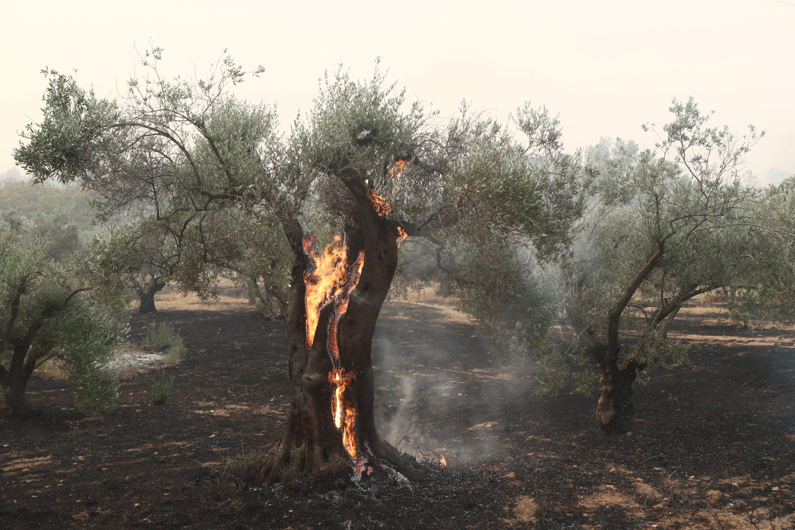 Φωτιά στον Έβρο: Αδιανόητη καταστροφή μετά από 16 ημέρες – Η απέραντη «στάχτη» μέσα από drone (BINTEO)