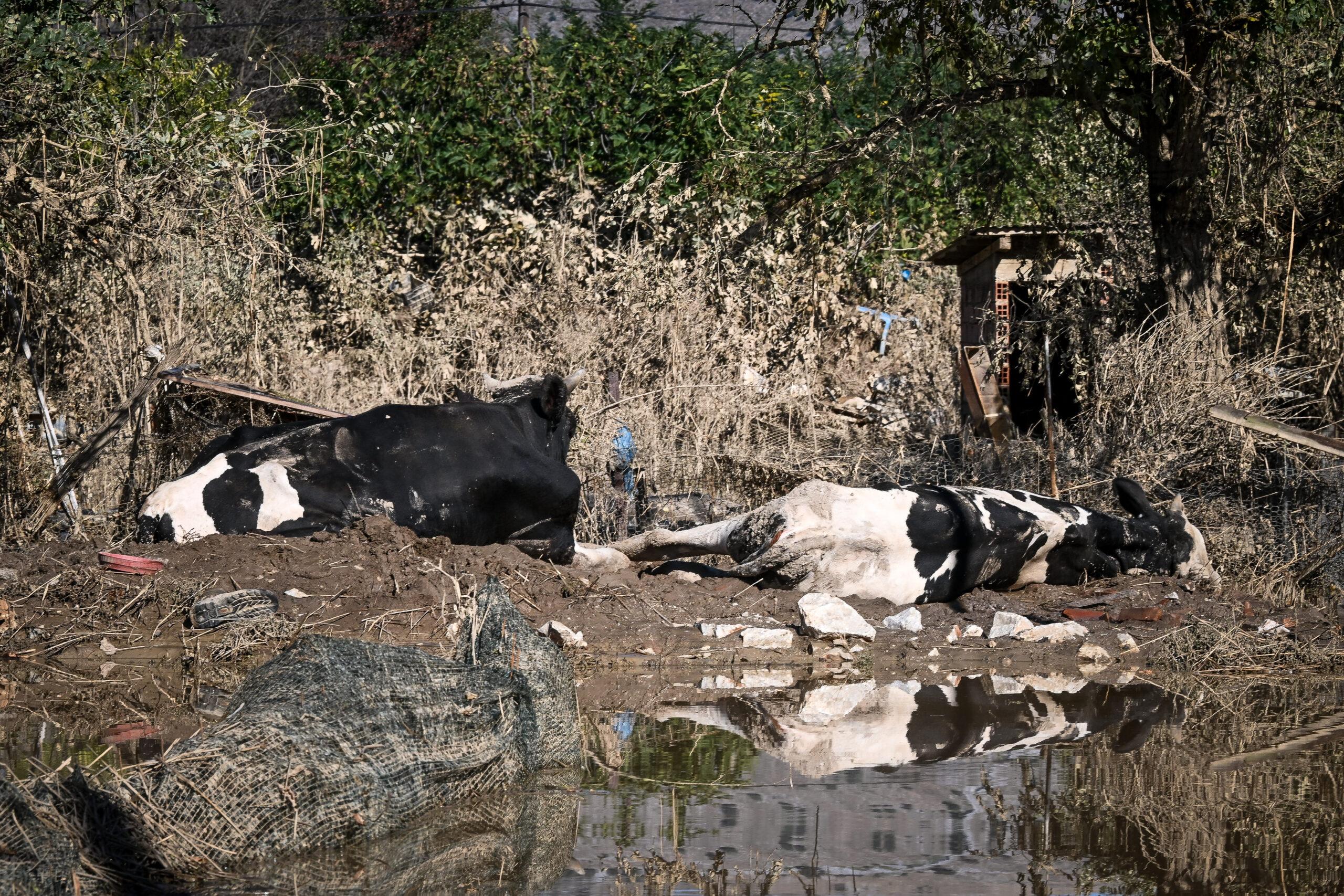 Θεσσαλία: Ο στρατός αναλαμβάνει την περισυλλογή των νεκρών ζώων – Η ανακοίνωση του Δένδια