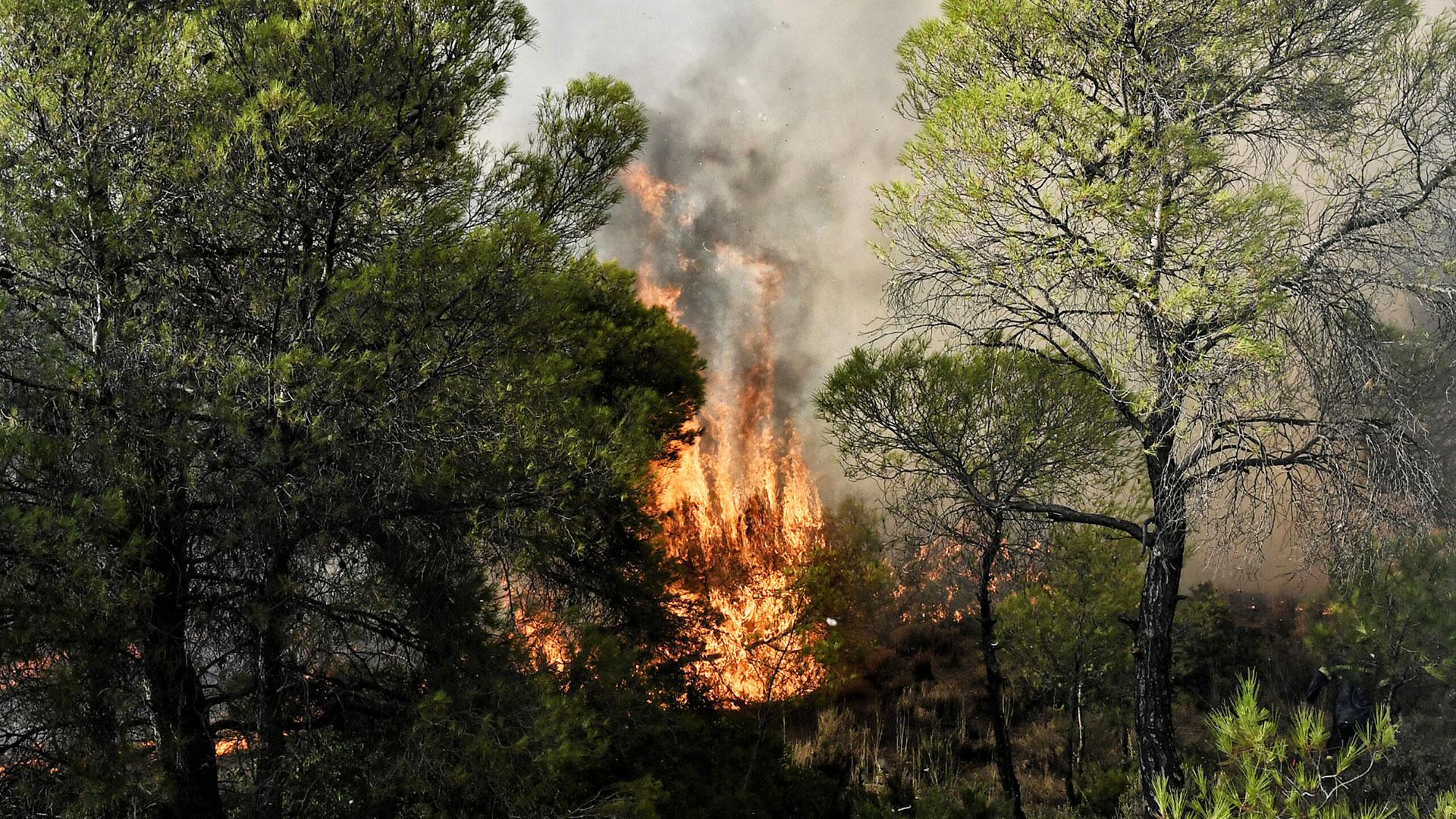 Φωτιά στο Κιλκίς – Ισχυρή πυροσβεστική δύναμη στην περιοχή Καλλιρόη
