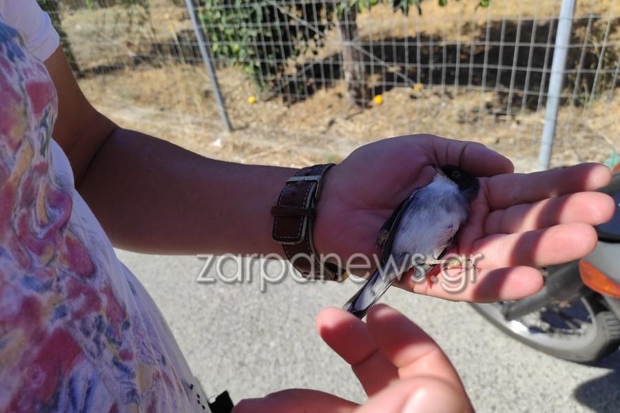 Χανιά: Διανομέας περιθάλπει χελιδονάκι που προσγειώθηκε πάνω του