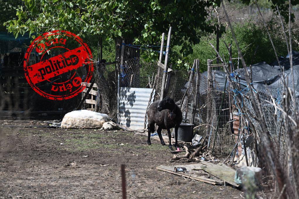 Υγειονομική βόμβα τα νεκρά ζώα: «Η Θεσσαλία έχει γίνει ένα γιγάντιο έλος – Τα βακτήρια έχουν υπερπολλαπλασιαστεί τις τελευταίες ημέρες»