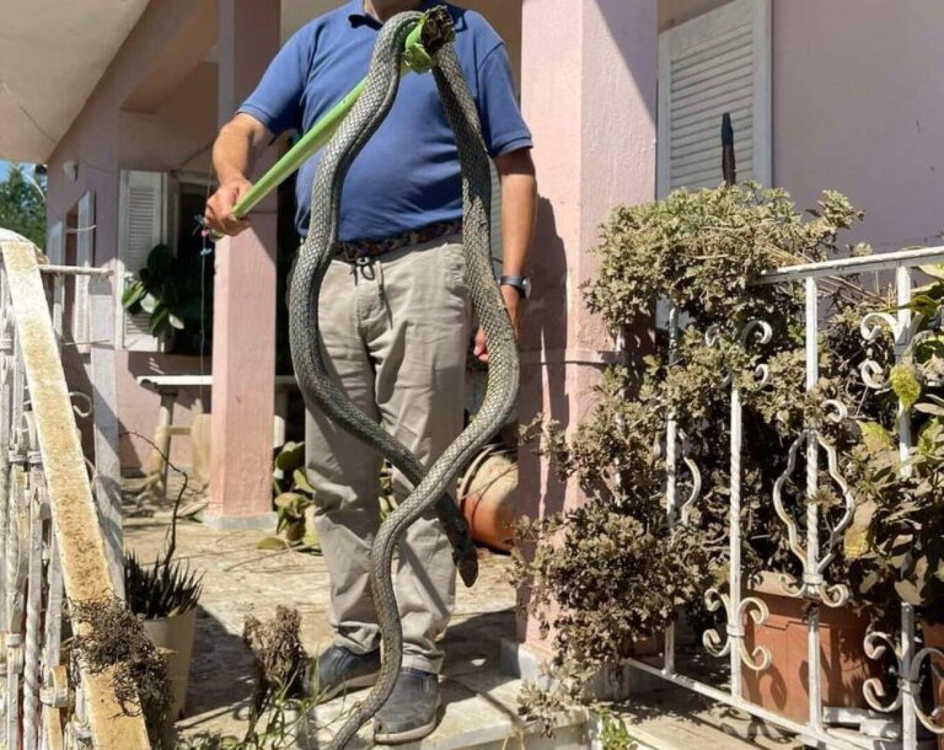 Κακοκαιρία Daniel: Φίδι 2,5 μέτρων μέσα στα νερά του Παλαμά