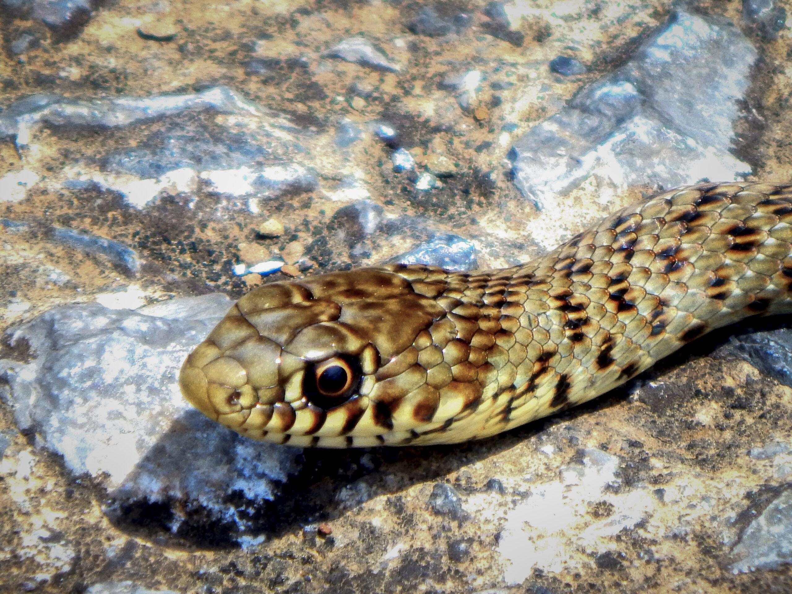 Τρίκαλα: Σχολείο γέμισε φίδια