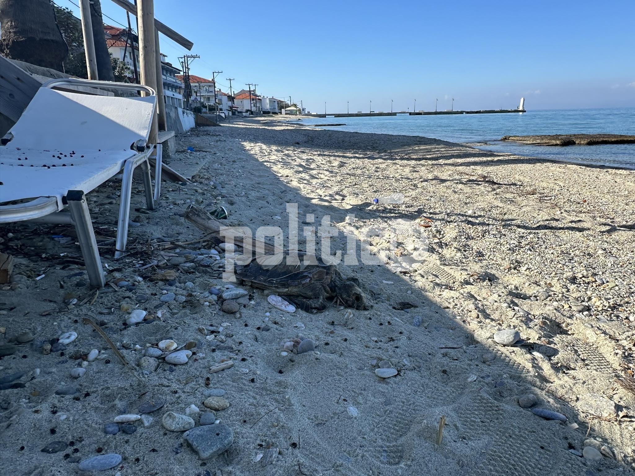 Χαλκιδική: Νεκρή θαλάσσια χελώνα στο Πευκοχώρι (ΦΩΤΟ)