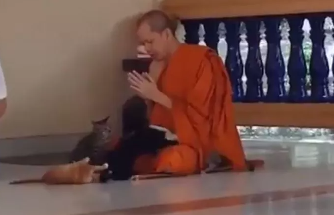 Viral βίντεο με Βουδιστή μοναχό να διαλογίζεται ατάραχος ανάμεσα σε 5 παιχνιδιάρες γάτες