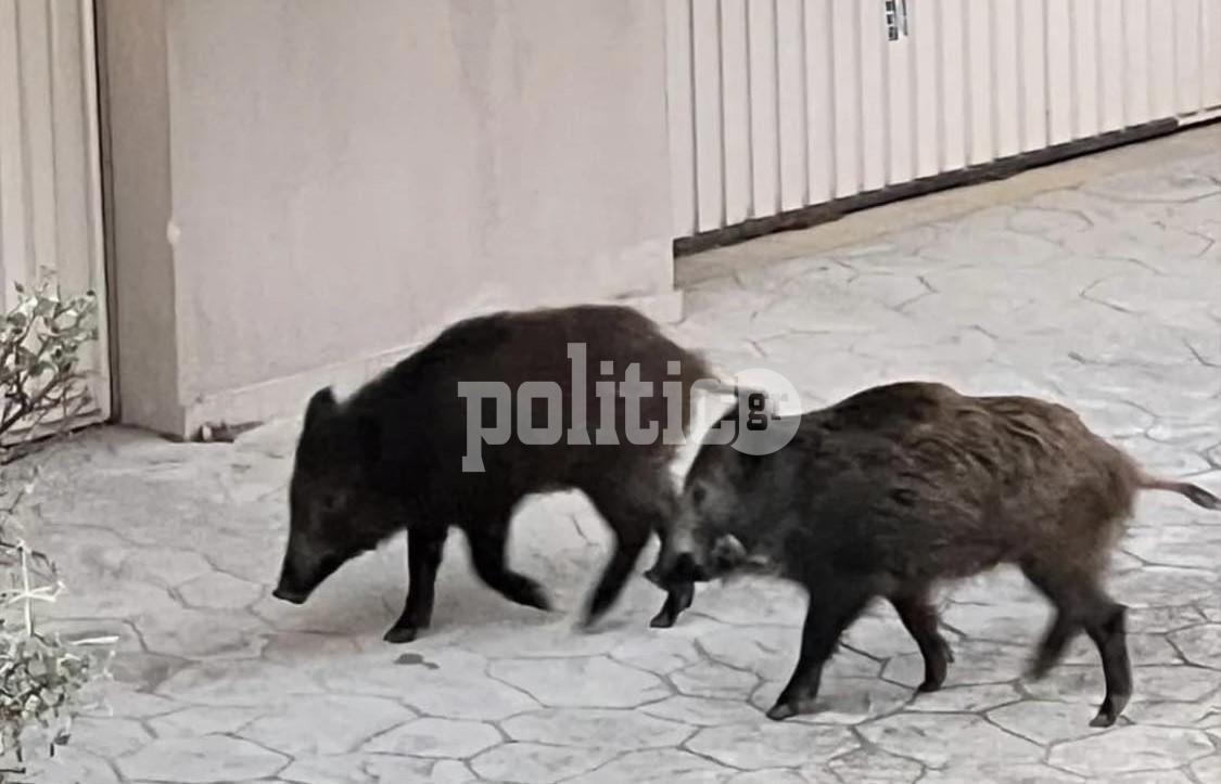 Θεσσαλονίκη: Αγριογούρουνα έκοβαν βόλτες σε Καλαμαριά και Χαριλάου