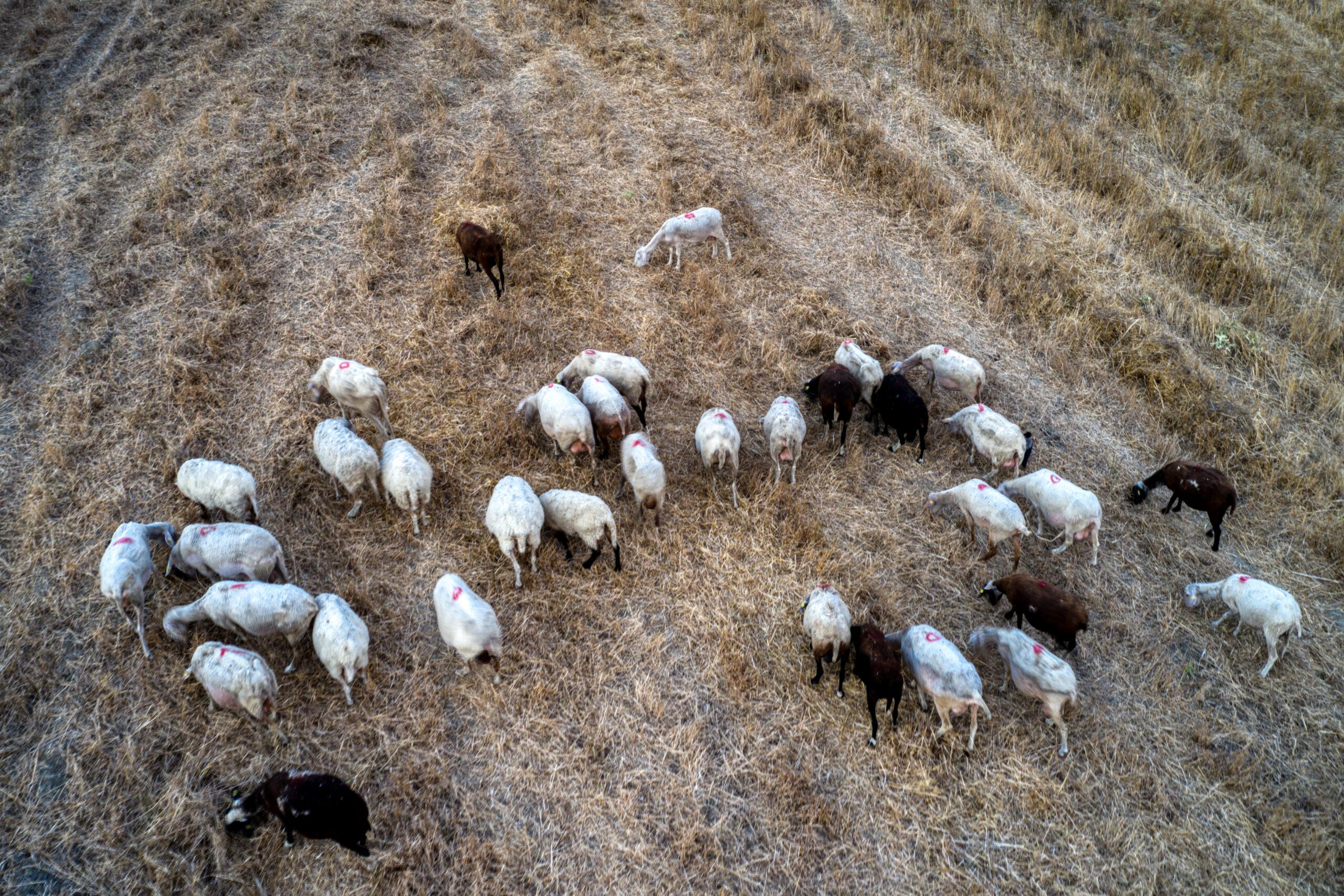 Κτηνοτρόφος άφησε ολόκληρο κοπάδι σε βραχονησίδα – Πέθαναν 25 ζώα