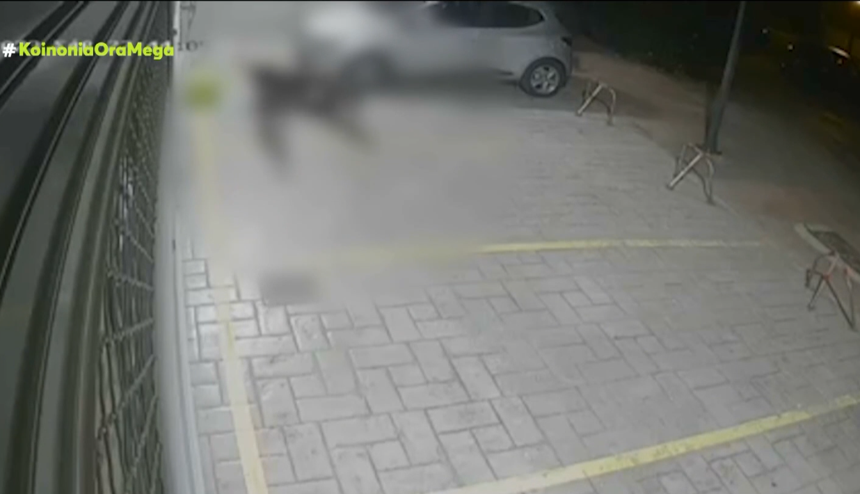 Άφησε ανεξέλεγκτα τρία πίτμπουλ να κατασπαράξουν αδέσποτες γάτες (ΒΙΝΤΕΟ)