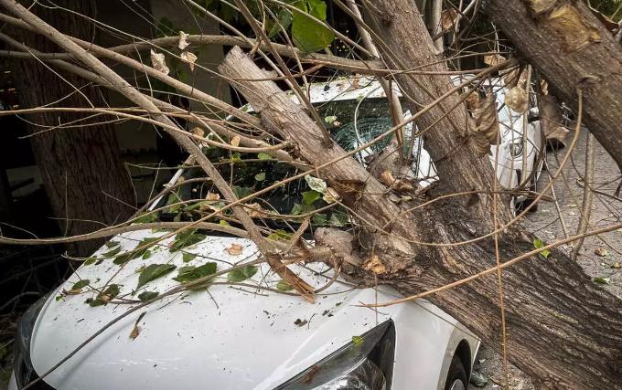 Θεσσαλονίκη: Ξερίζωσε πλάτανο ο δυνατός αέρας – Καταπλάκωσε δυο αυτοκίνητα