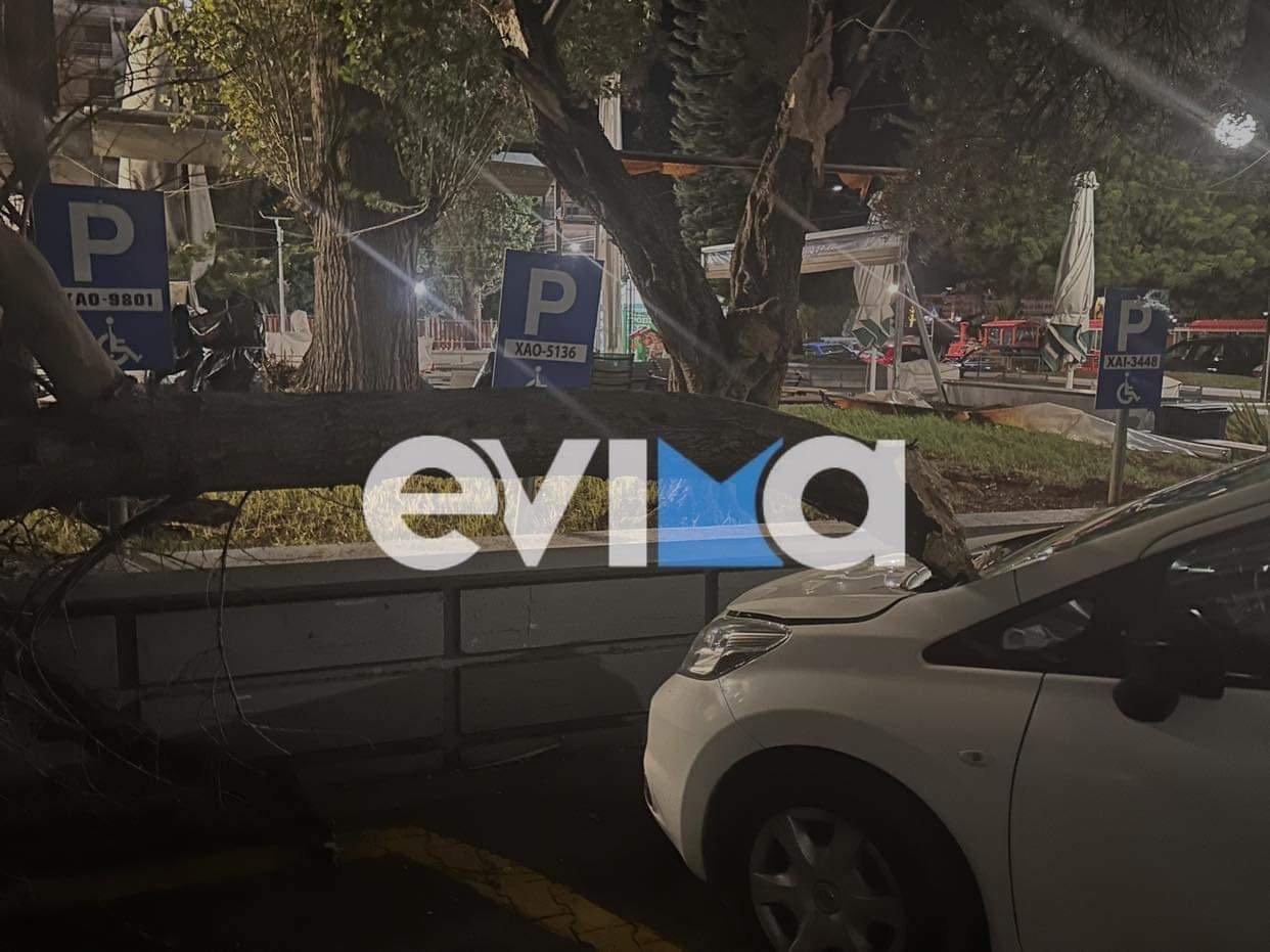 Εύβοια: Πτώση δέντρων από την κακοκαιρία – Προκλήθηκαν σοβαρές ζημιές