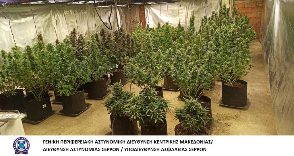 Θεσσαλονίκη: Ο αστυνομικός σκύλος Roxy εντόπισε 247 δενδρύλλια κάνναβης σε υπόγειο σπιτιού (ΒΙΝΤΕΟ)