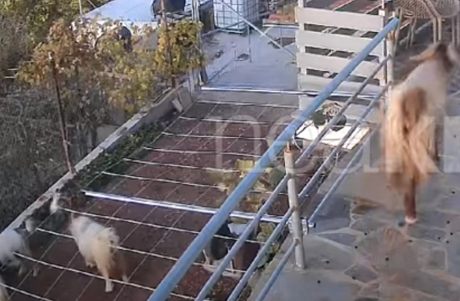 Ιεράπετρα: Κατσίκες εισβάλλουν σε κτήματα και σπίτια και καταστρέφουν περιουσίες – Έξαλλοι οι κάτοικοι