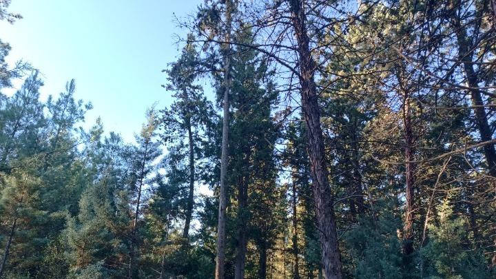 Θεσσαλονίκη: Αεροψεκασμοί στο Σεϊχ Σου για τον περιορισμό της πευκοκάμπιας