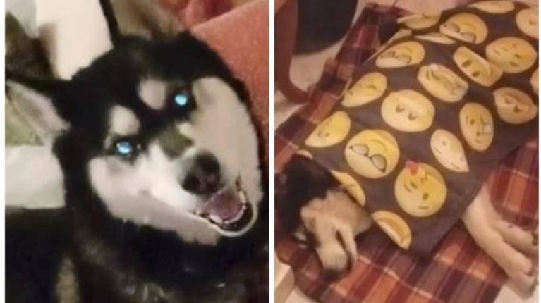 Αράχωβα: Καθηγητής Κτηνιατρικής υποστηρίζει ότι το χάσκι κακοποιήθηκε από άνθρωπο