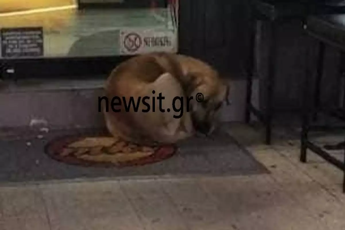Θεσσαλονίκη: Δίωξη για κακούργημα στον 50χρονο ρασοφόρο για επίθεση σε αδέσποτα
