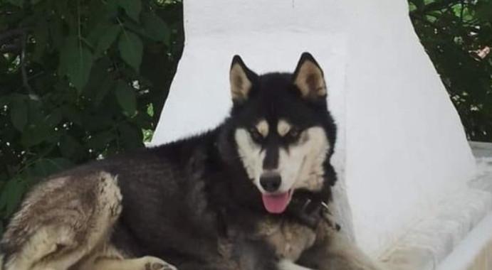 Αράχωβα: Εμπλοκή με τη νέα πραγματογνωμοσύνη για το νεκρό χάσκι