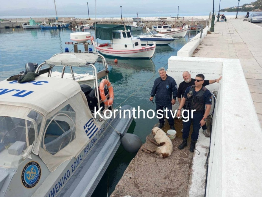Ισθμός: Διάσωση σκύλου που έπεσε στο κανάλι από λιμενικούς (pics)