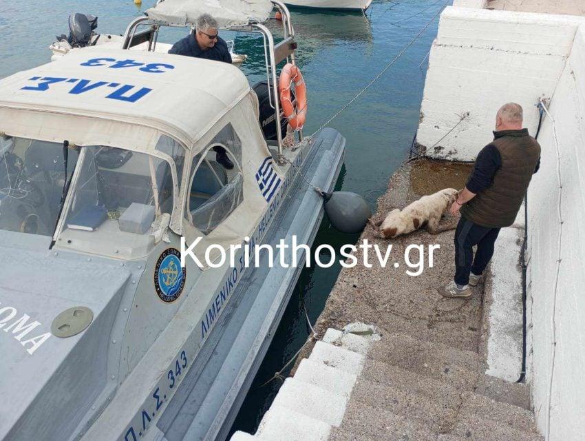 Ισθμός: Σκύλος έπεσε στο κανάλι – Διασώθηκε από άνδρες του λιμενικού