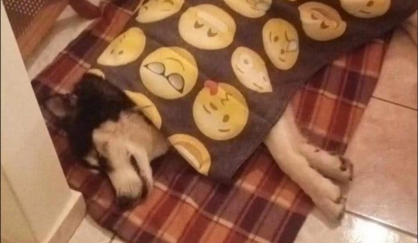 Δολοφονία Όλιβερ στην Αράχωβα: Αναμένονται νέες καταθέσεις – Τι ερευνούν οι Αρχές