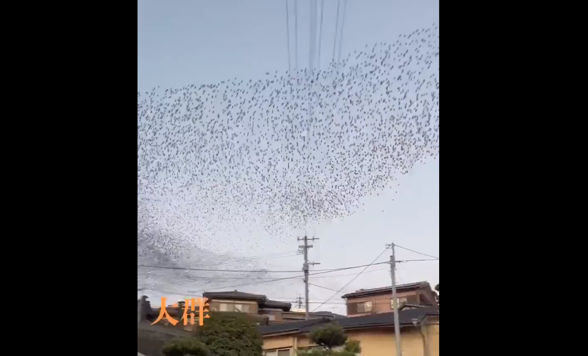 Σεισμός στην Ιαπωνία: Απόκοσμες εικόνες μετά το χτύπημα του εγκέλαδου – Η «αλλόκοτη» συμπεριφορά των πουλιών (ΒΙΝΤΕΟ)