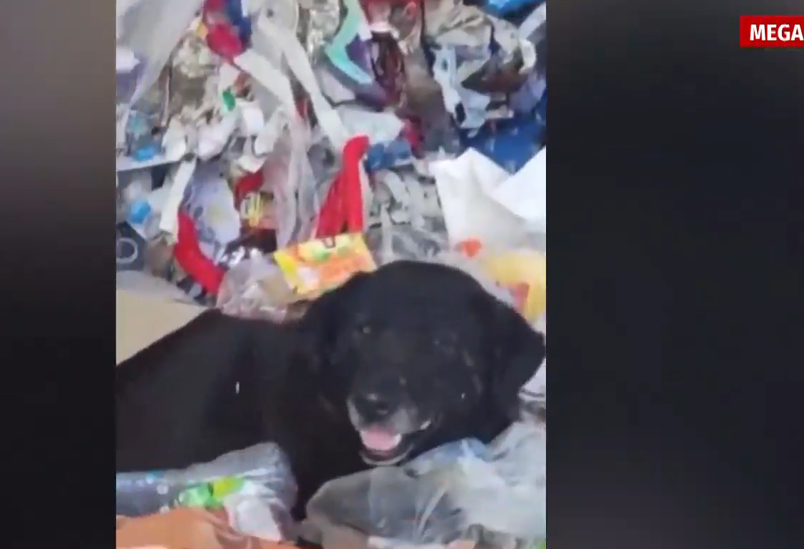 Ξάνθη: Γέμισε αδέσποτα η χωματερή έξω από την πόλη – Κίνδυνος για τη δημόσια υγεία