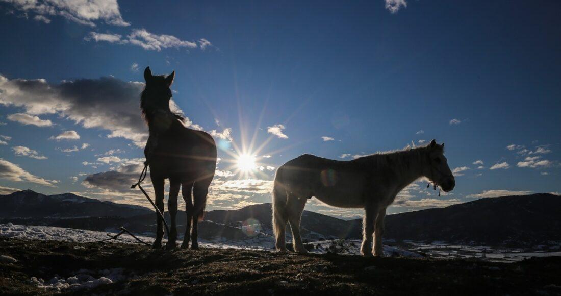 Γρεβενά: Παρέμβαση εισαγγελέα για τα τεμαχισμένα άλογα