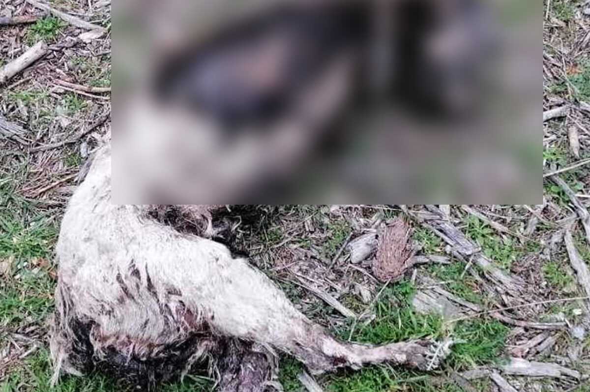 Καβάλα: Σκότωσαν, ακρωτηρίασαν και έκαψαν σκυλί