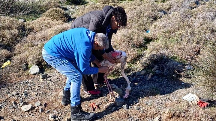 Οι πρόσκοποι έσωσαν φλαμίνγκο στους υγρότοπους της Λέσβου