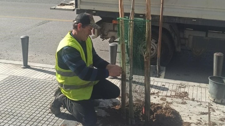 Δήμος Θεσσαλονίκης: Χίλια νέα δέντρα φυτεύτηκαν μέσα σε πέντε εβδομάδες στον κεντρικό δήμο