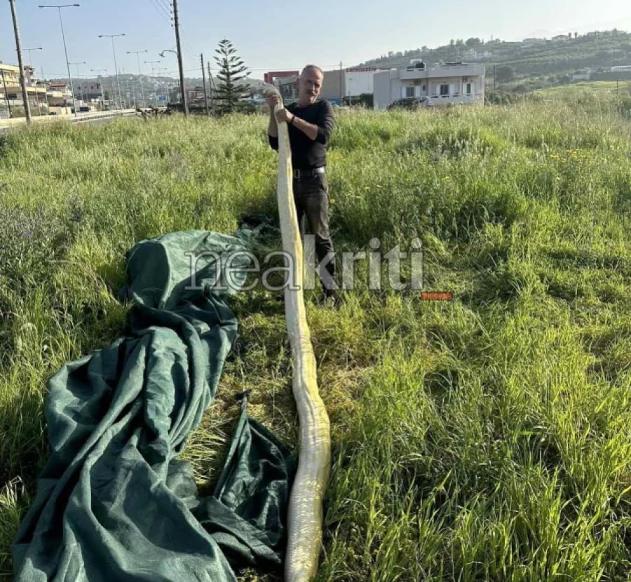 Κρήτη: Στο Ηράκλειο βρήκαν νεκρό πύθωνα μήκους 5 μέτρων