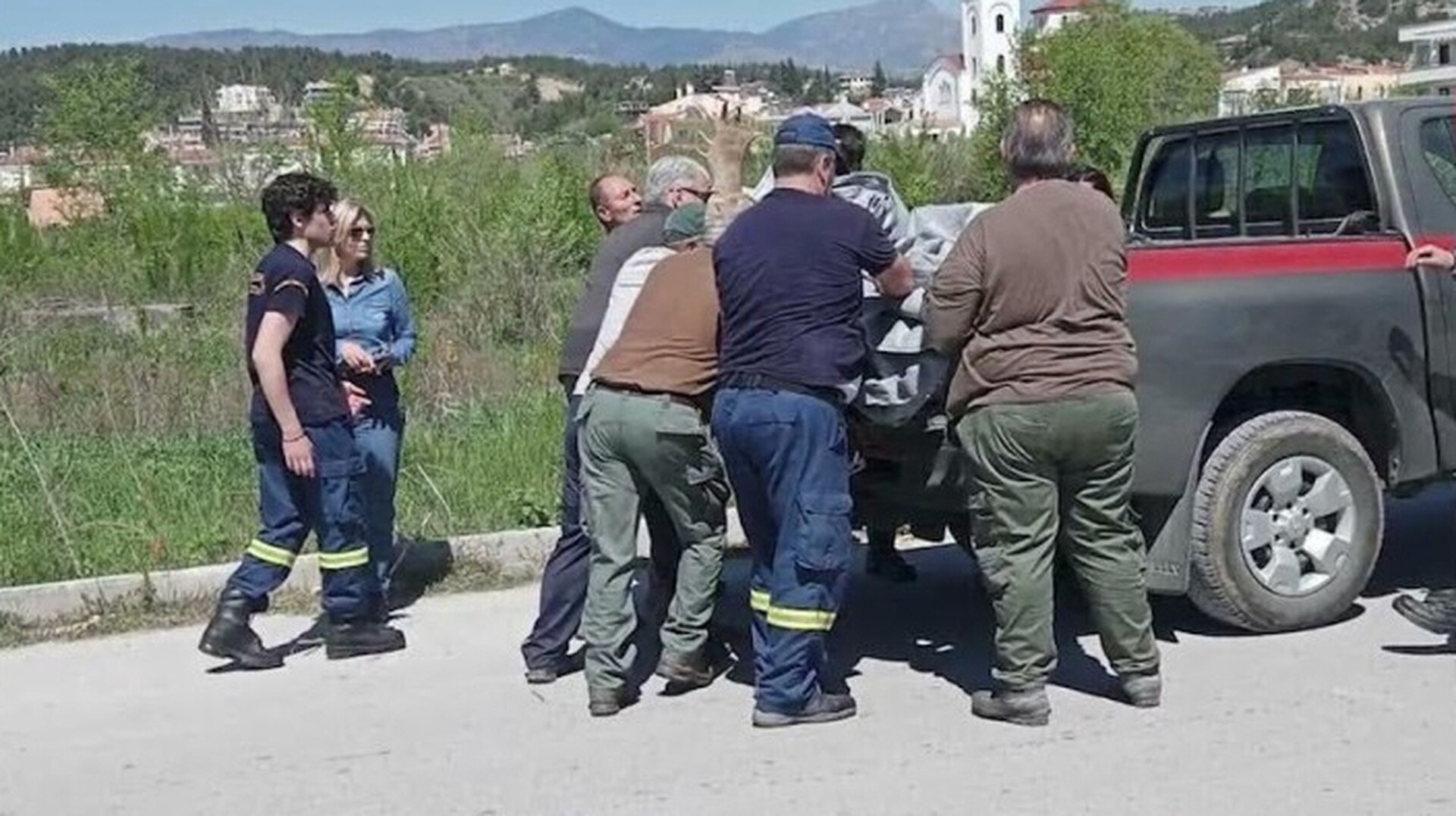 Σέρρες: Ελάφι περπατούσε δέκα μέρες στην πόλη (ΒΙΝΤΕΟ)