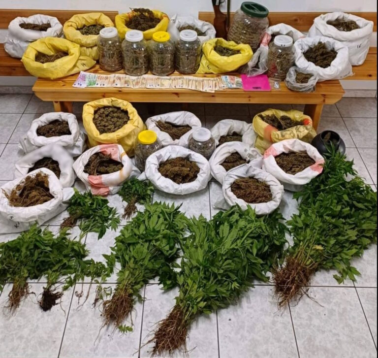 Χαλκιδική: Καλλιεργούσε 305 δενδρύλλια κάνναβης στην αυλή του σπιτιού του (ΦΩΤΟ)