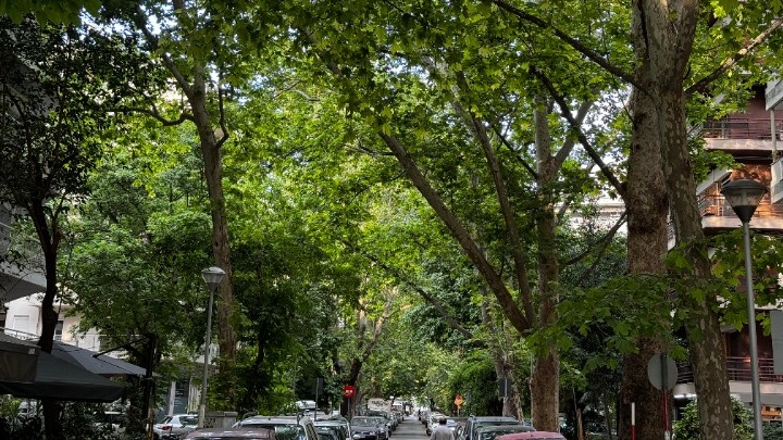 Ομπρέλα προστασίας για τα πολύτιμα πλατάνια της οδού Γ.Βαφόπουλου