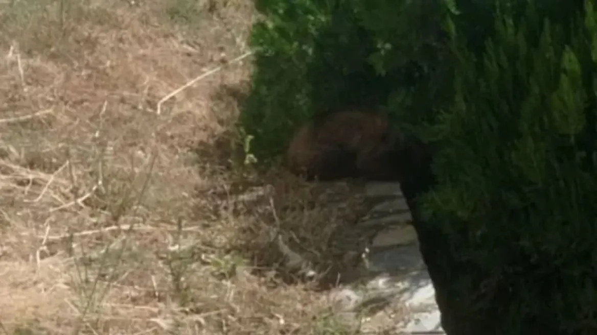 Απεγκλωβίστηκε αρκουδάκι 6 μηνών από προαύλιο ξενοδοχείου της Καστοριάς