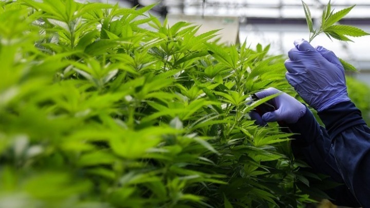 Εξαρθρώθηκε εγκληματική οργάνωση που καλλιεργούσε δενδρύλλια κάνναβης-8 συλλήψεις