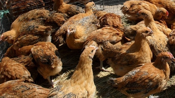 Επιβεβαιώθηκαν 4 νέα κρούσματα της γρίπης των πτηνών σε ανθρώπους στις ΗΠΑ