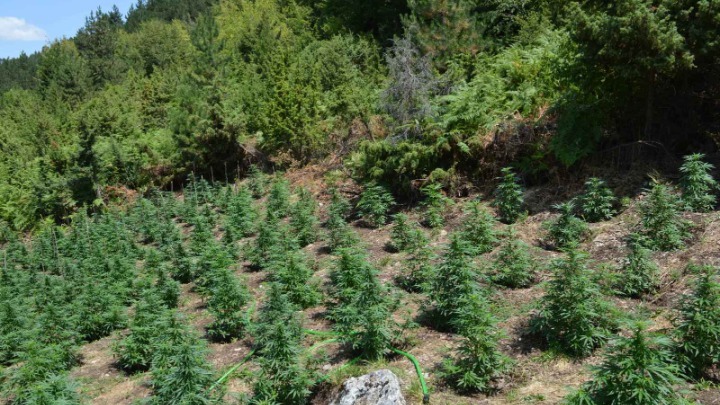 Αποκάλυψη: Φυτεία με Κάνναβη Σε Δύσβατη Περιοχή στην Κοζάνη