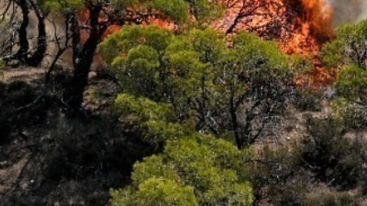 ΓΓΠΠ: Πολύ υψηλός κίνδυνος πυρκαγιάς αύριο σε Έβρο και Ροδόπη