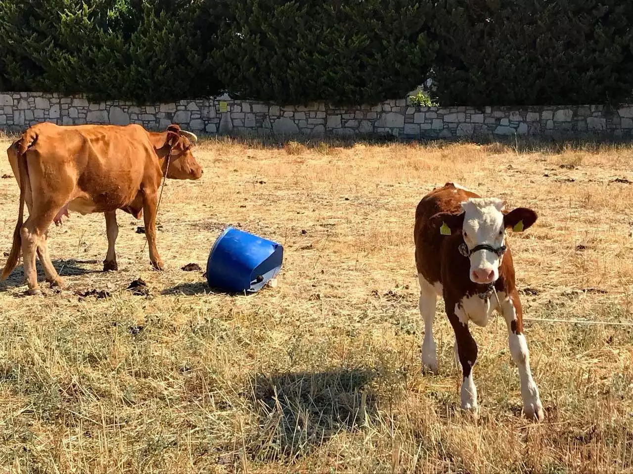 Κως | Σοβαρή καταγγελία για κακοποίηση αγελάδων που βρέθηκαν με τραύματα και δεμένες από το λαιμό
