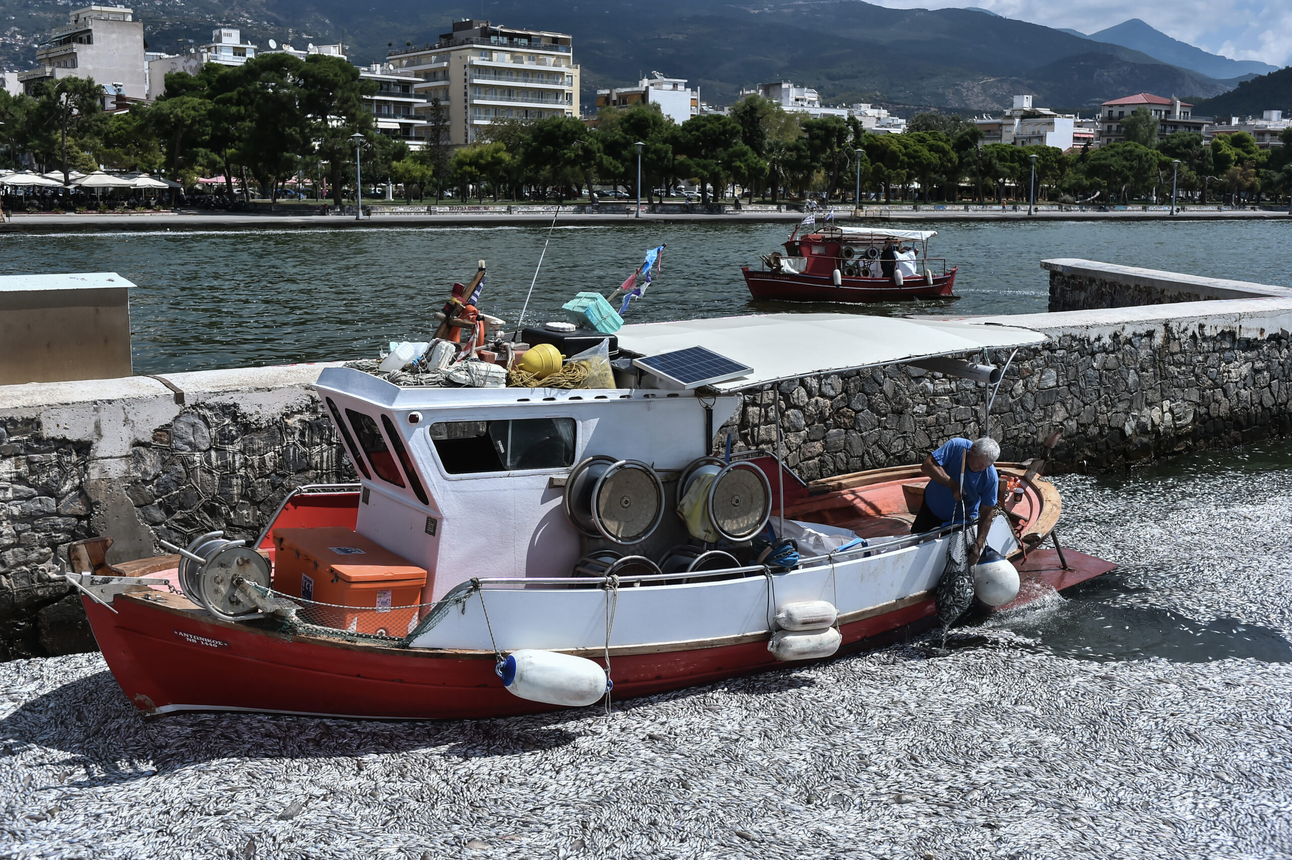 Βόλος: Κλείνει το θυρόφραγμα και μπαίνει δίχτυ στην εκβολή του Ξηριά για να δοθεί λύση με τα νεκρά ψάρια