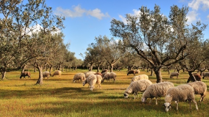 Πανώλη αιγοπροβάτων: Τηλεφωνική επικοινωνία της Ευρωπαίας Επιτρόπου Υγείας και Τροφίμων με τον Έλληνα υπουργό Αγροτικής Ανάπτυξης και Τροφίμων