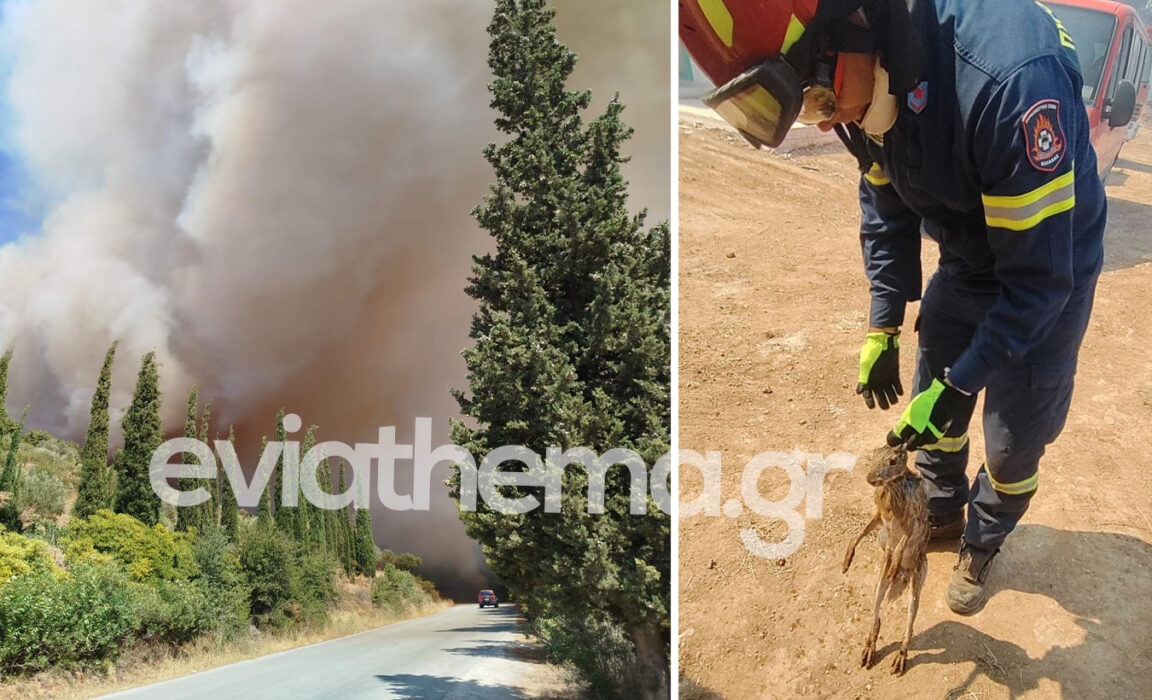 Εύβοια | Η στιγμή που πυροσβέστης έσωσε μικρό λαγό από τη φωτιά