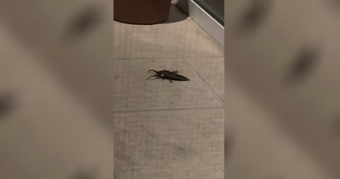 Λάρισα: Βρήκε στο μπαλκόνι του γιγάντιο δηλητηριώδες έντομο που πετάει και… κολυμπάει