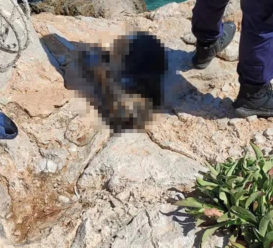 Κτηνωδία στα Μέγαρα: Ξεβράστηκε πνιγμένος σκύλος που τον είδαν δέσει και του έβαλαν πέτρα στον λαιμό