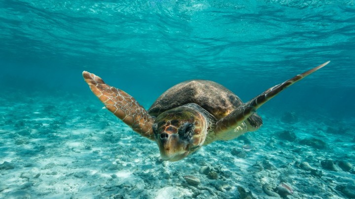 Η Grecotel πρωτοστατεί σε δράσεις για την καταπολέμηση της κλιματικής αλλαγής
