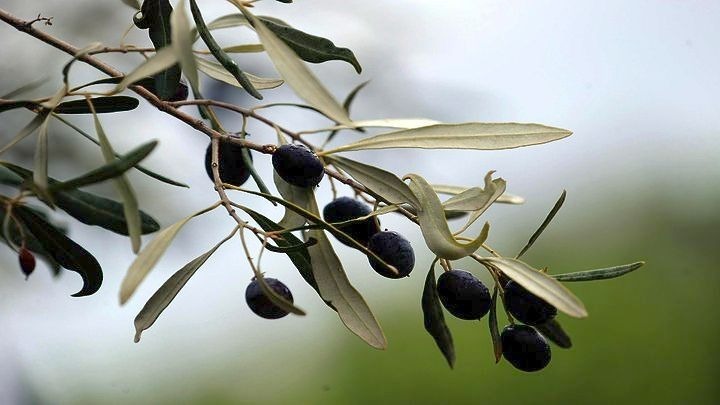 Νέες καινοτόμες ελιές με μειωμένο αλάτι και παρατεταμένη διάρκεια ζωής μέσω του έργου «Olivia»
