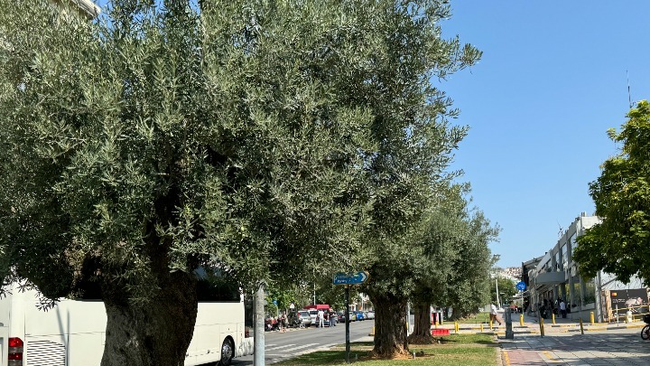 Κρήτη: Δραματικές οι επιπτώσεις της ξηρασίας στους ελαιώνες – Μειωμένη η φετινή παραγωγή