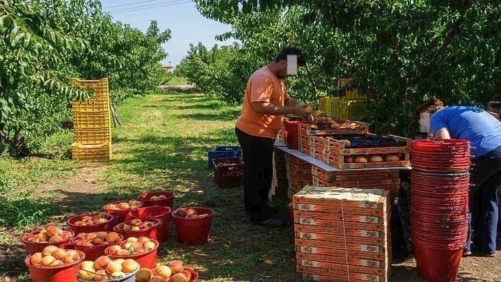 Παραμορφωμένα Πυρηνόκαρπα: 1.778 Καλλιεργητές Δηλώνουν Ζημιές σε 26.730,2 Στρέμματα